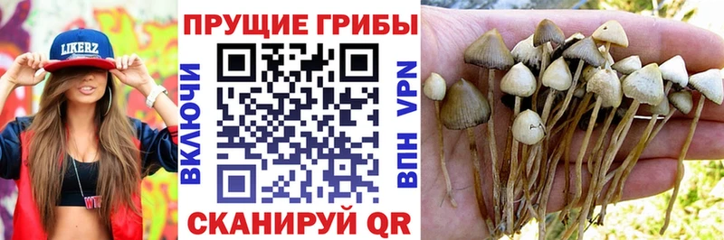 это формула  Томмот  Галлюциногенные грибы Psilocybine cubensis  цена наркотик 